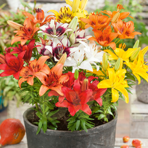 Цибулини квітів