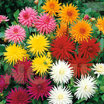 Всі культури