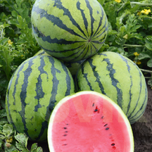 Всі культури