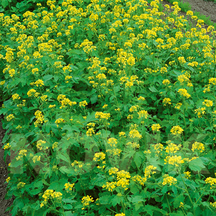 Насіння сидератів та кормових культур