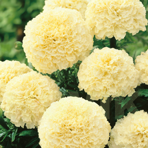 Чорнобривці