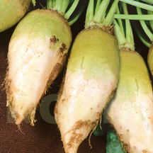 Буряк кормовий