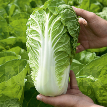 Капуста інші види