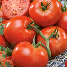 Помідор