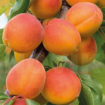 Плодові дерева