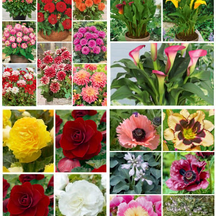 Акція цибулини 40%