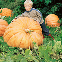 Овочі-гіганти