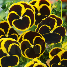 Дворічники