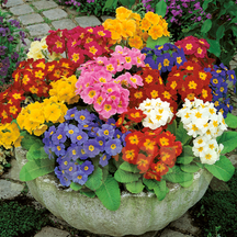 Багаторічники