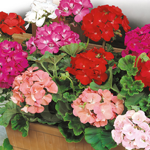 Пеларгонія