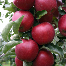 Плодові дерева