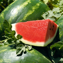 Хіти продаж