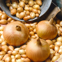 Цибуля сіянка (тиканка) TOP Onions