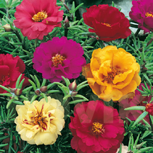 Однорічники