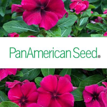 PanAmerican Seed