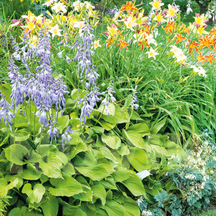 Багаторічники