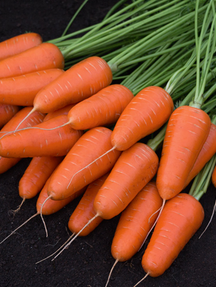 Морква столова Канада F1