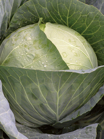 Капуста білоголова Трансам F1