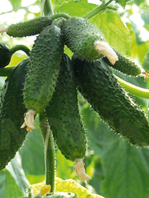 Огірок Амур F1