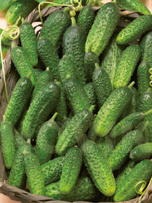 Огірок Пасалімо F1