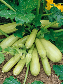 Кабачок Кавілі F1