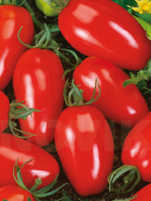 Помідор Інкас F1