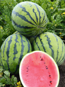 Кавун Бедуїн F1