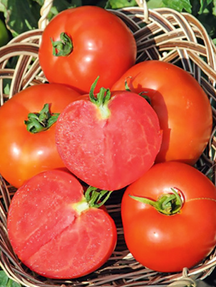 Помідор Полфаст F1