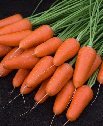 Морква столова Канада F1 Морква столова Канада F1