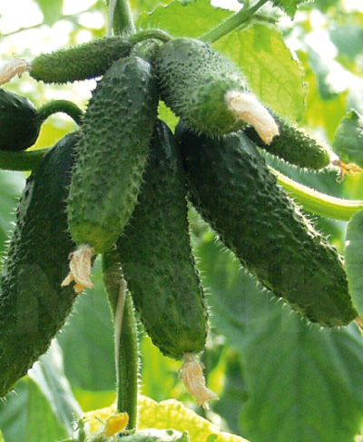 Огірок Амур F1