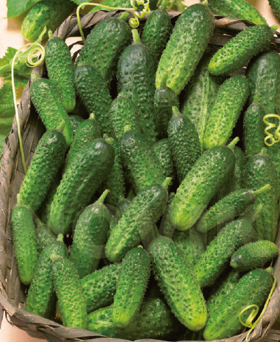 Огірок Пасалімо F1 Огірок Пасалімо F1