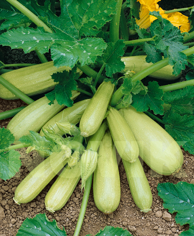 Кабачок Кавілі F1 Кабачок Кавілі F1