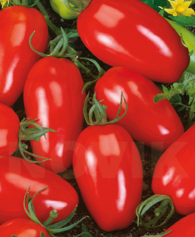 насіння Помідор Інкас F1 Помідор Інкас F1