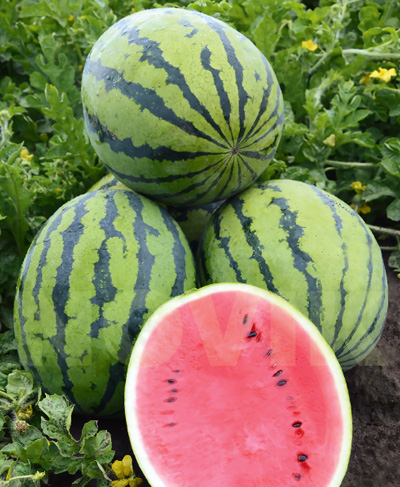 Кавун Бедуїн F1 Кавун Бедуїн F1