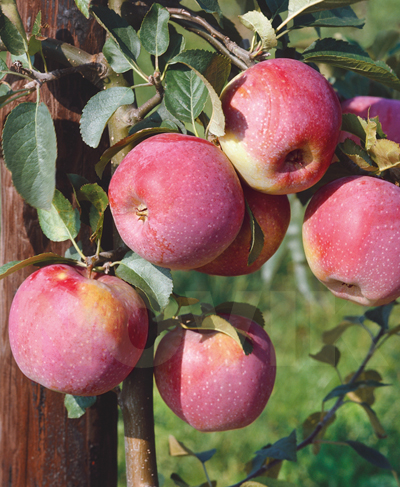 саджанці Яблуня Ерлі Женева Яблуня Ерлі Женева